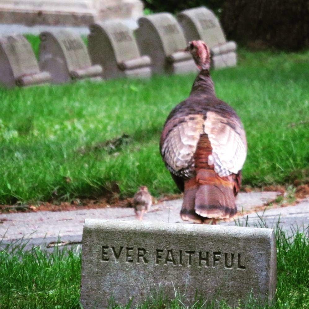 Forest hills cemetery is one of the finest examples of the garden cemetery in the united states. A Zen Walking Tour Of Mount Auburn Cemetery In Cambridge