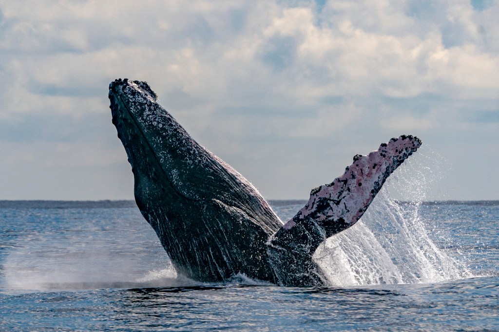 Boston Ma Whale Watching Tours&nbsp;Packages