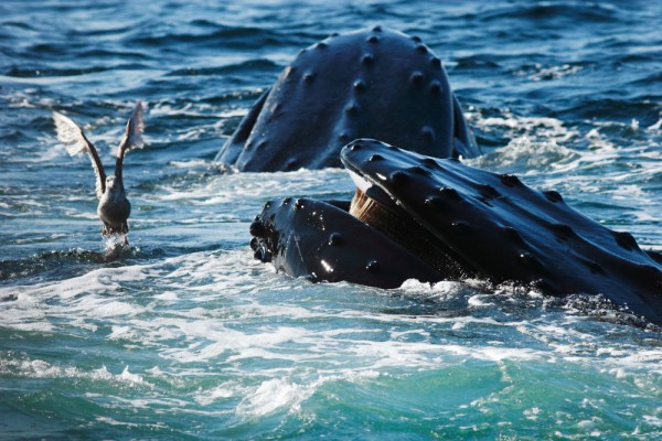 42+ Whale Tours Boston Ma&nbsp;Package