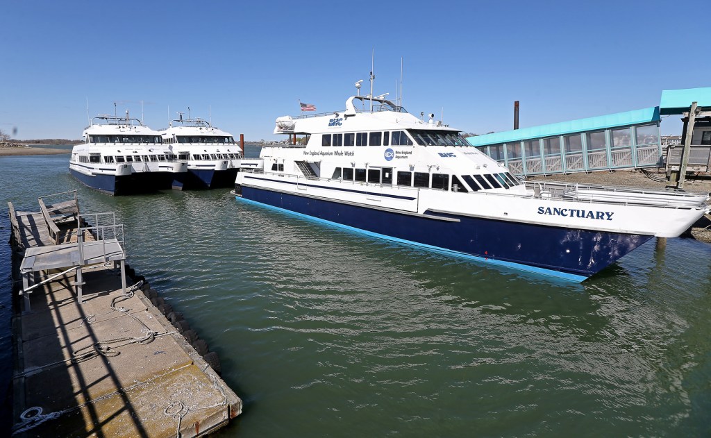 38+ Boston Harbor Cruises Whale Watch Promo Code Packages