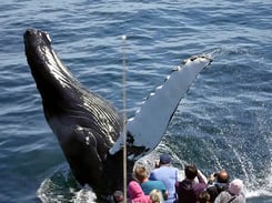 Amazing Best Boat Rides Boston Packages