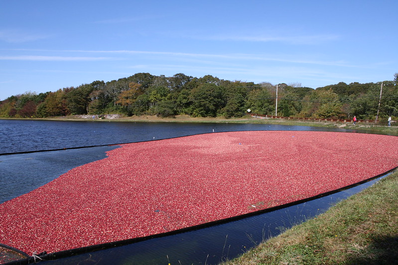 Boston Ma Cranberry Bog&nbsp;Tours