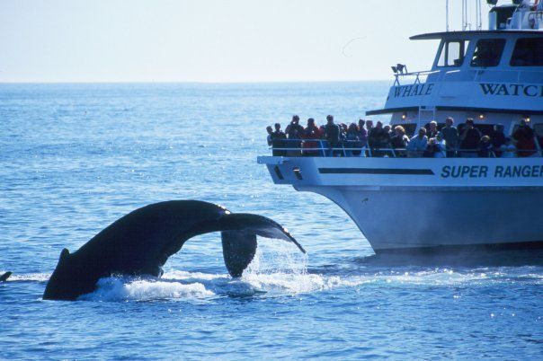Exploring Boston Harbor City Cruises Whale Watch&nbsp;Package